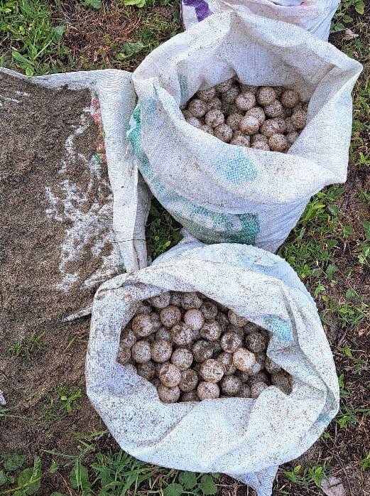 Profepa decomisa más de 5 mil huevos de tortuga golfina en Oaxaca