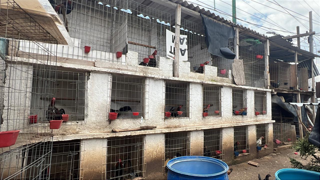 Rescatan 115 aves de criadero clandestino en Edomex