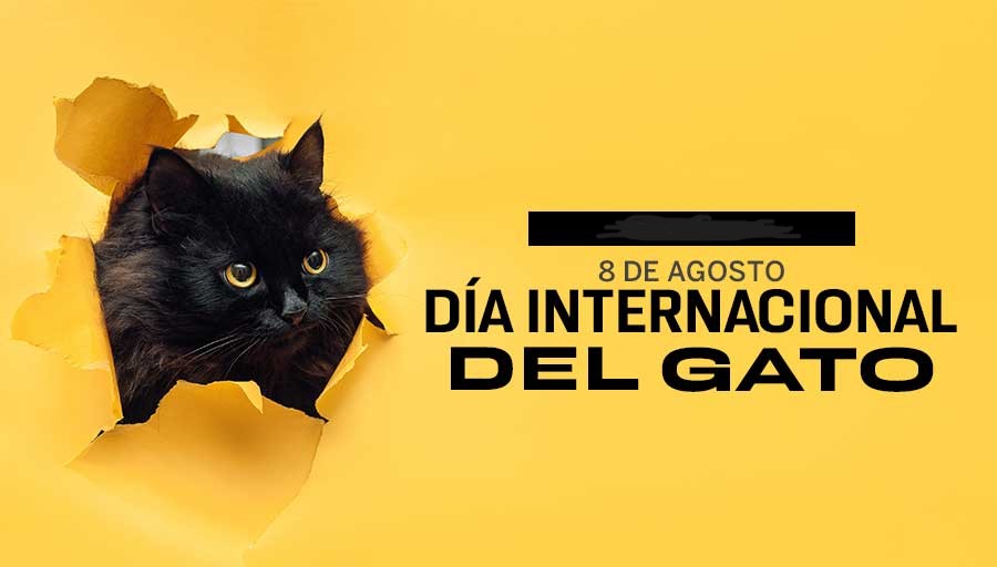 Hoy celebramos el Día Internacional del Gato