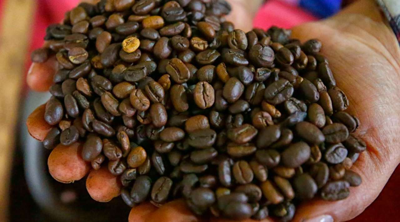 Exportaciones mexicanas de café se disparan 135% en mayo