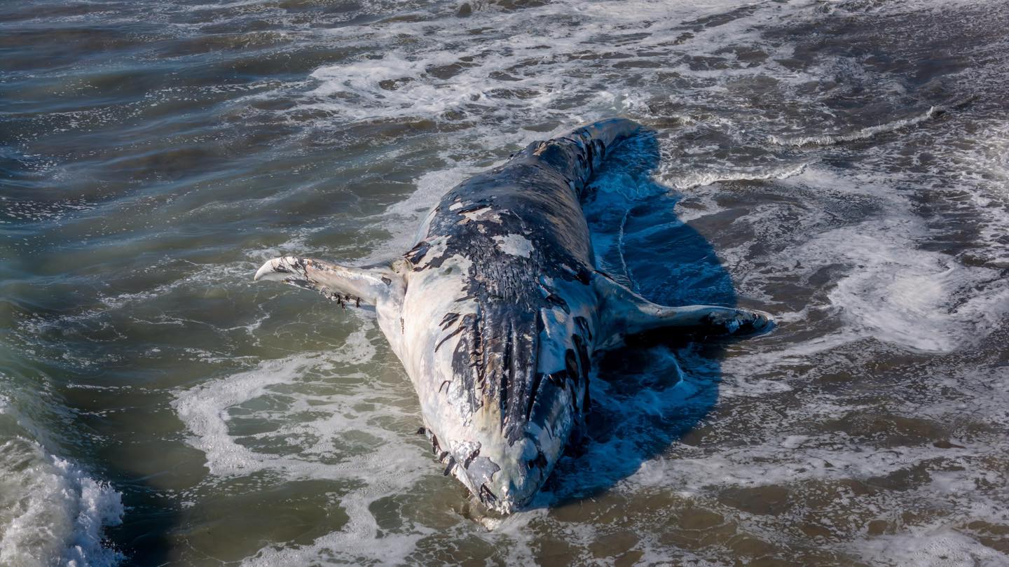 Hallan ballena muerta en Playas de Tijuana