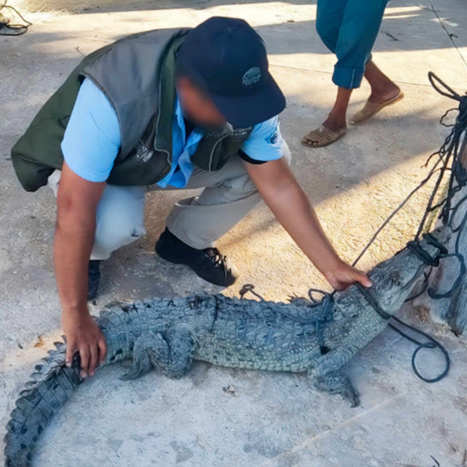 Rescatan a un cocodrilo de pantano en Campeche