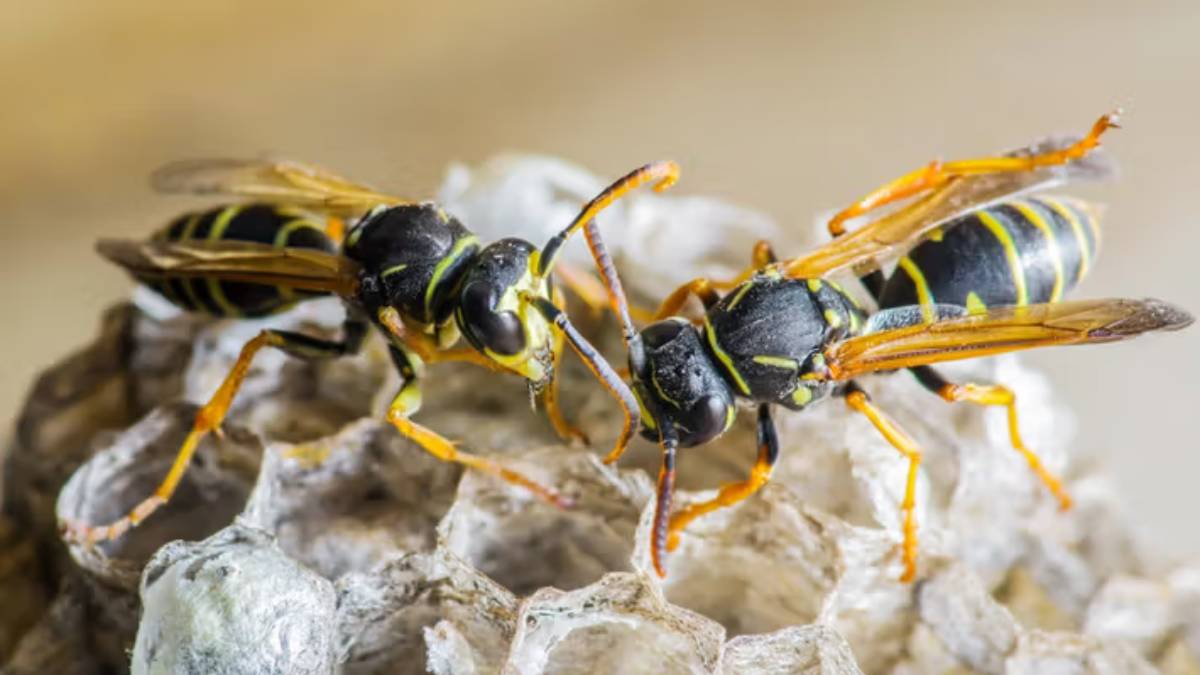 Hallan nido de avispas radiactivo en exfábrica de bombas nucleares