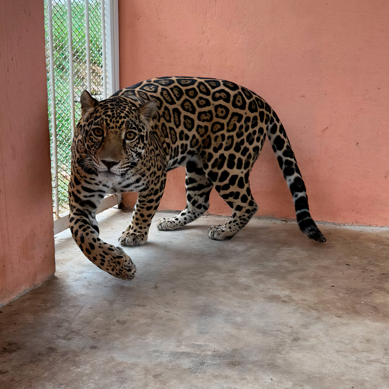 Rescatan un jaguar en Cintalapa, Chiapas