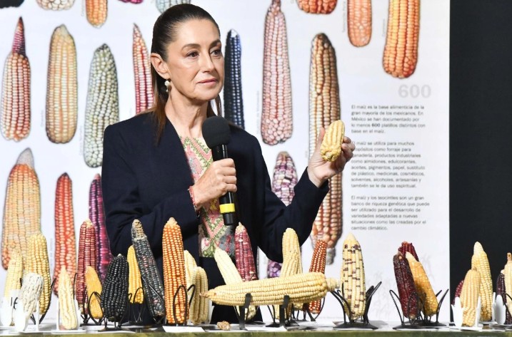 Sheinbaum anuncia plan para blindar variedades nativas de maíz