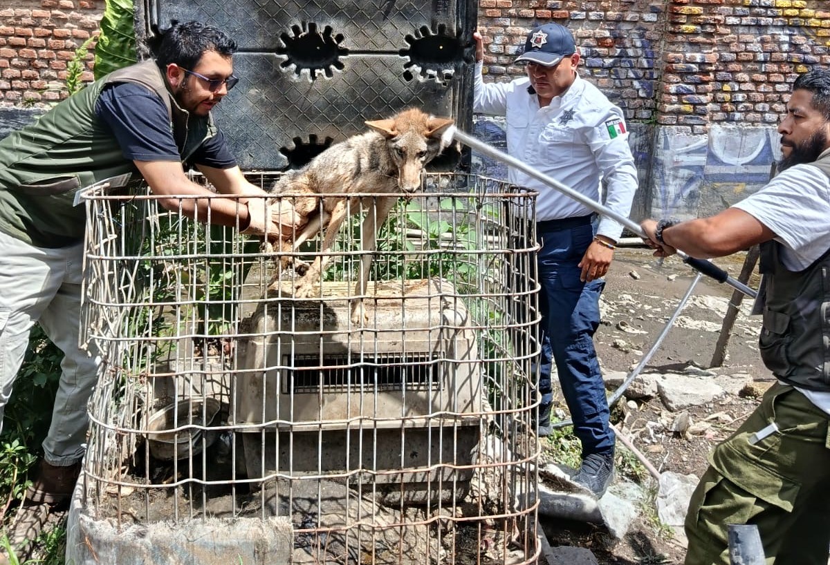 Rescatan a dos animales de vida silvestre en San Lorenzo Río Tenco