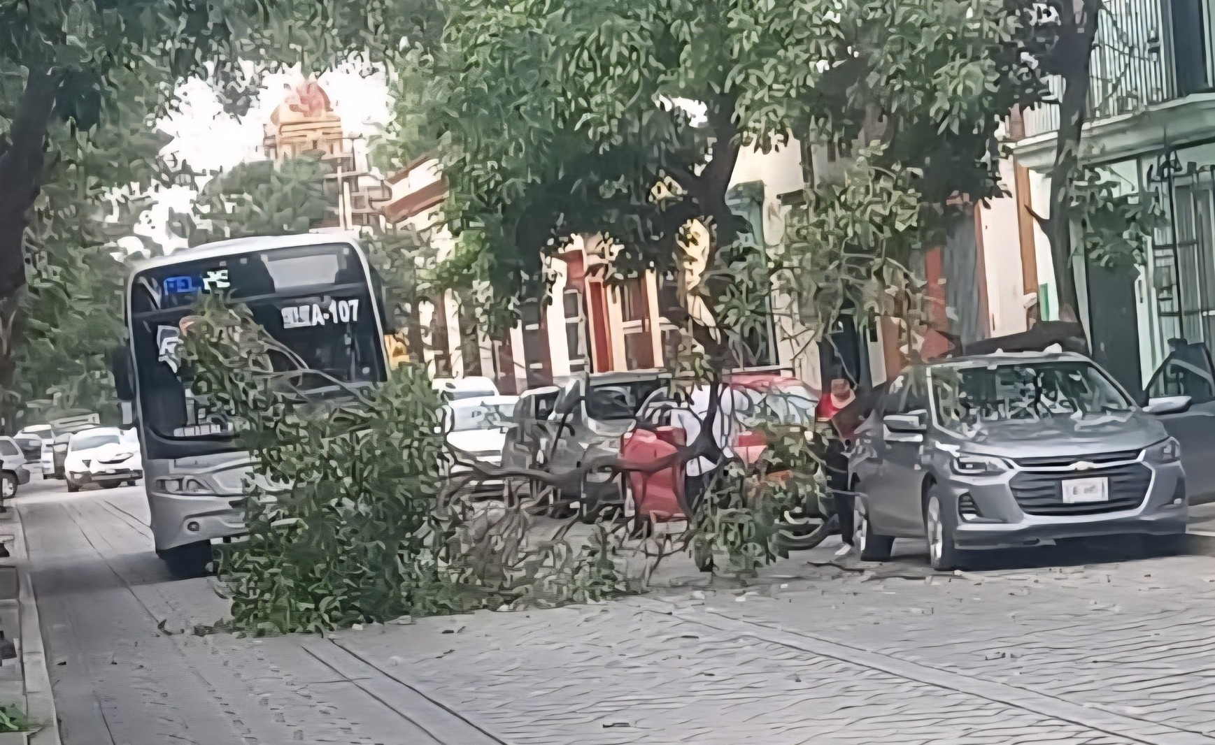 Cae rama a un automóvil compacto en el centro de la capital oaxaqueña