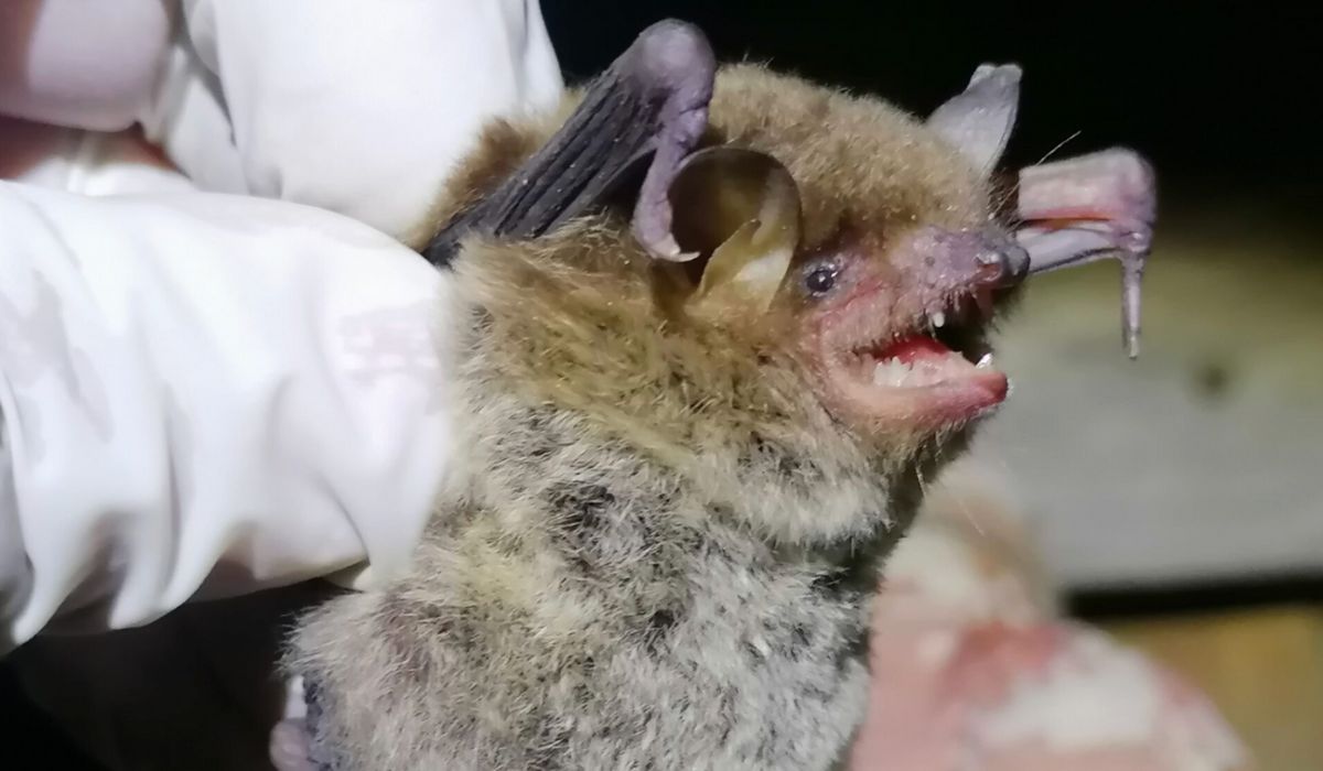 Confirman en México la presencia de hongo mortal que amenaza a los murciélagos