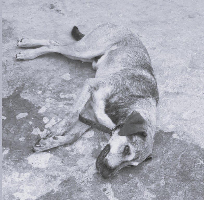 Envenenan a perros y gatos en San José Iturbide, Guanajuato