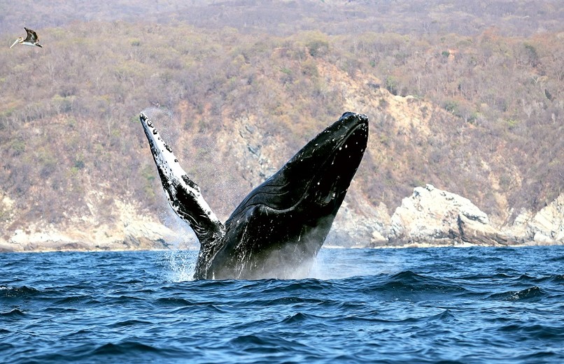 Continúa la temporada de avistamiento de ballenas jorobadas en la Ruta de la Costa Oaxaqueña
