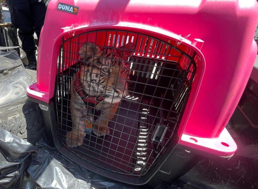 Recatan a cachorro de Tigre de Bengala en Ecatepec